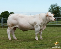 JAIKA EXC - Charolais